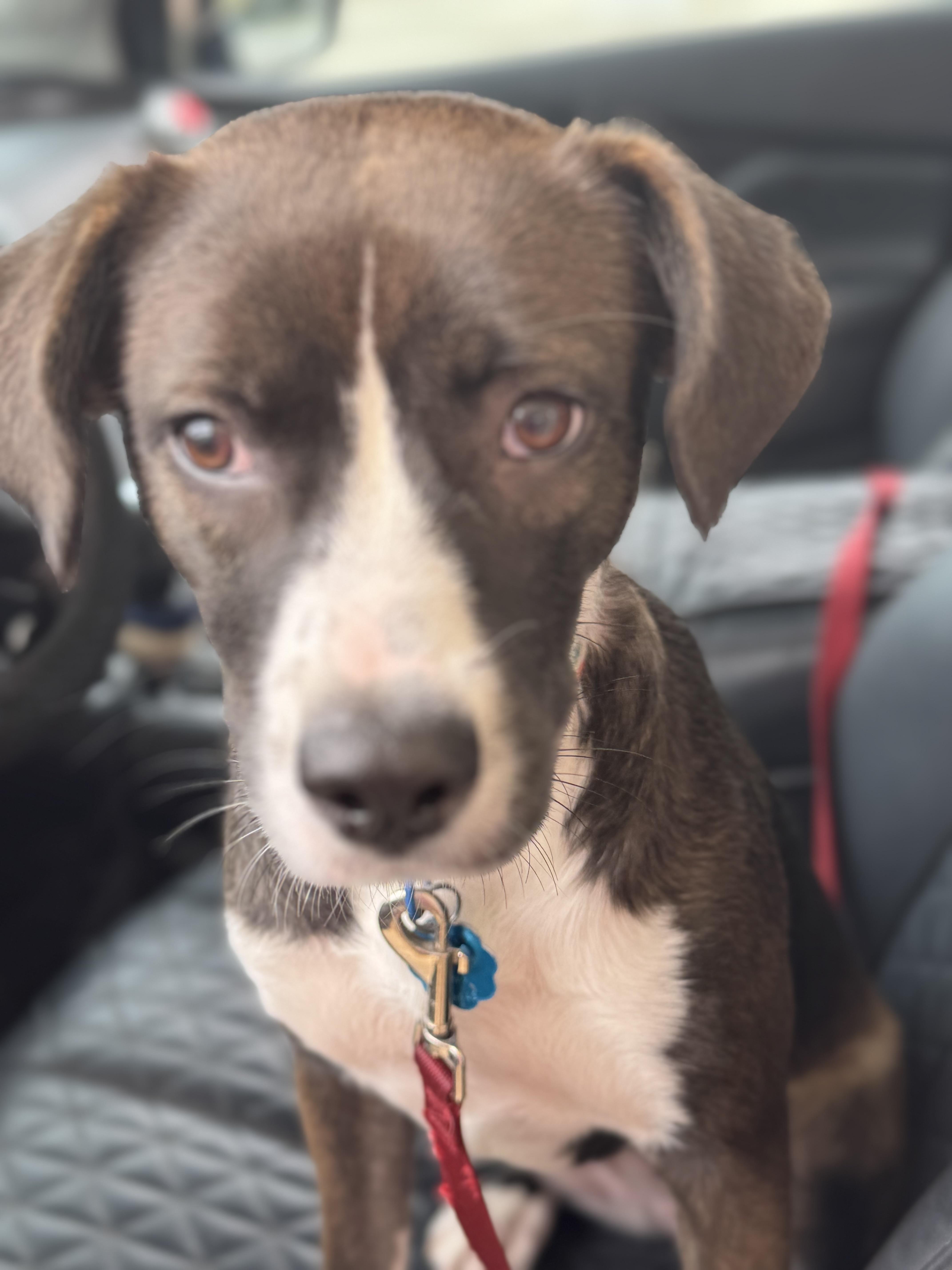 Enlarge Darla, a Adopted Labrador Retriever in Foley, AL image 1/3
