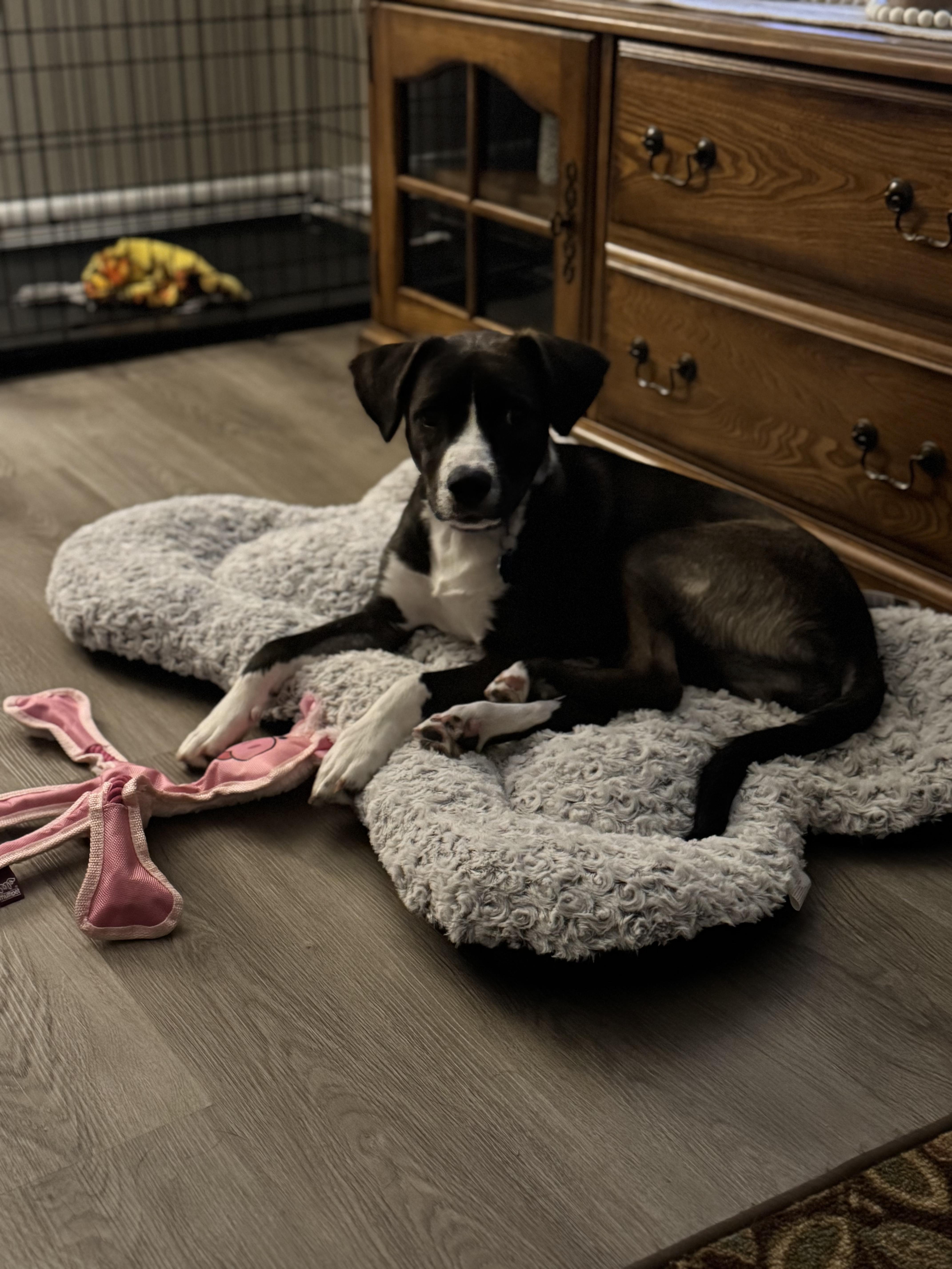 Enlarge Darla, a Adopted Labrador Retriever in Foley, AL image 2/3