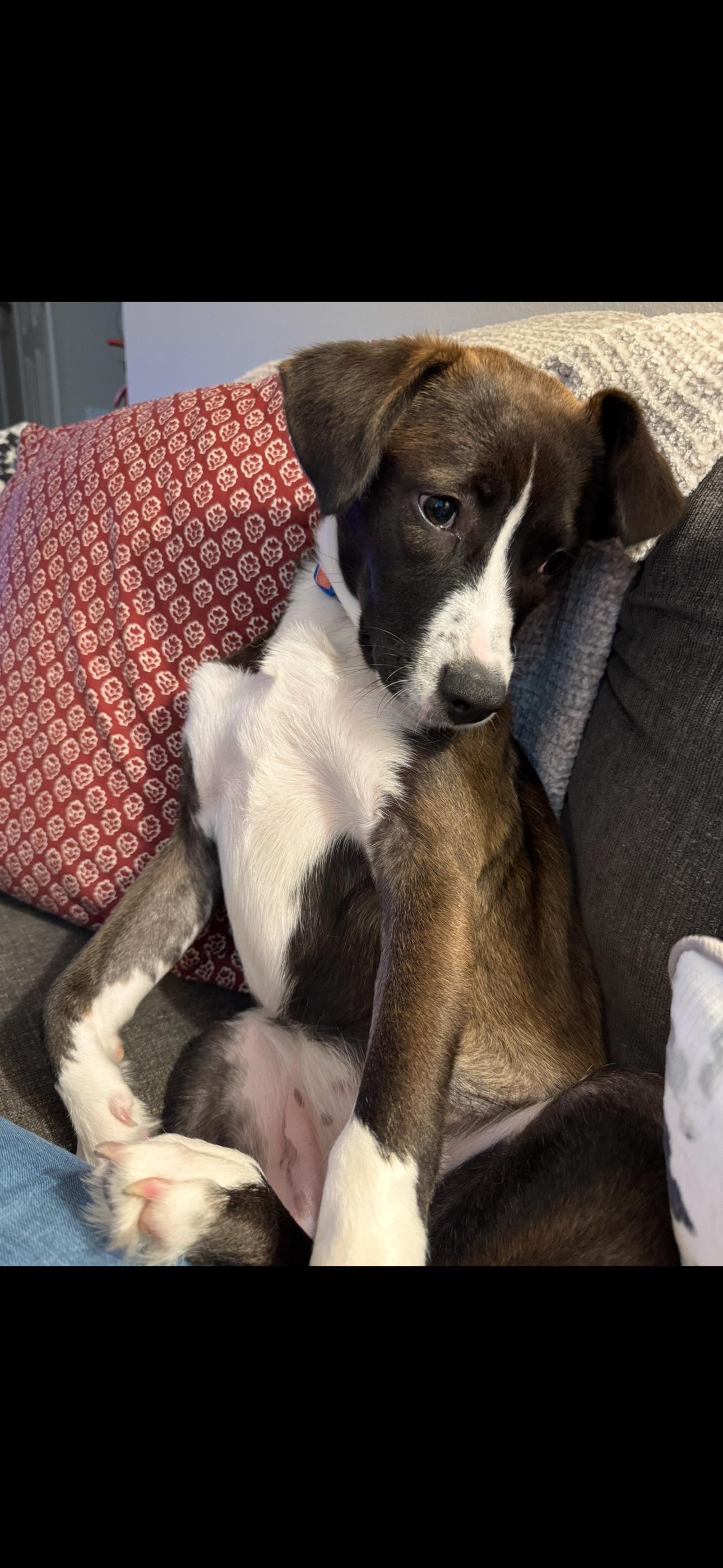 Enlarge Darla, a Adopted Labrador Retriever in Foley, AL image 3/3
