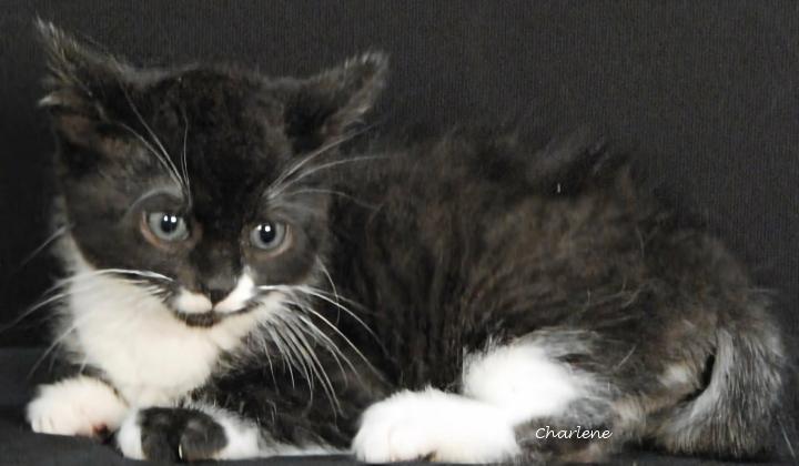 Enlarge Menace, a ADOPTABLE Domestic Short Hair in Newland, NC image 2/2