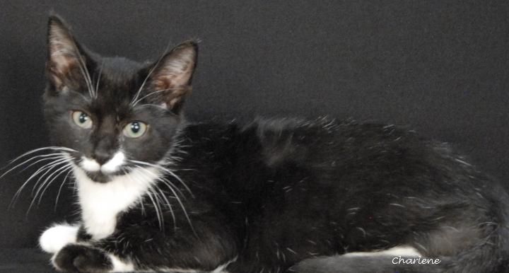Menace, ADOPTABLE, Young Male Domestic Short Hair.
