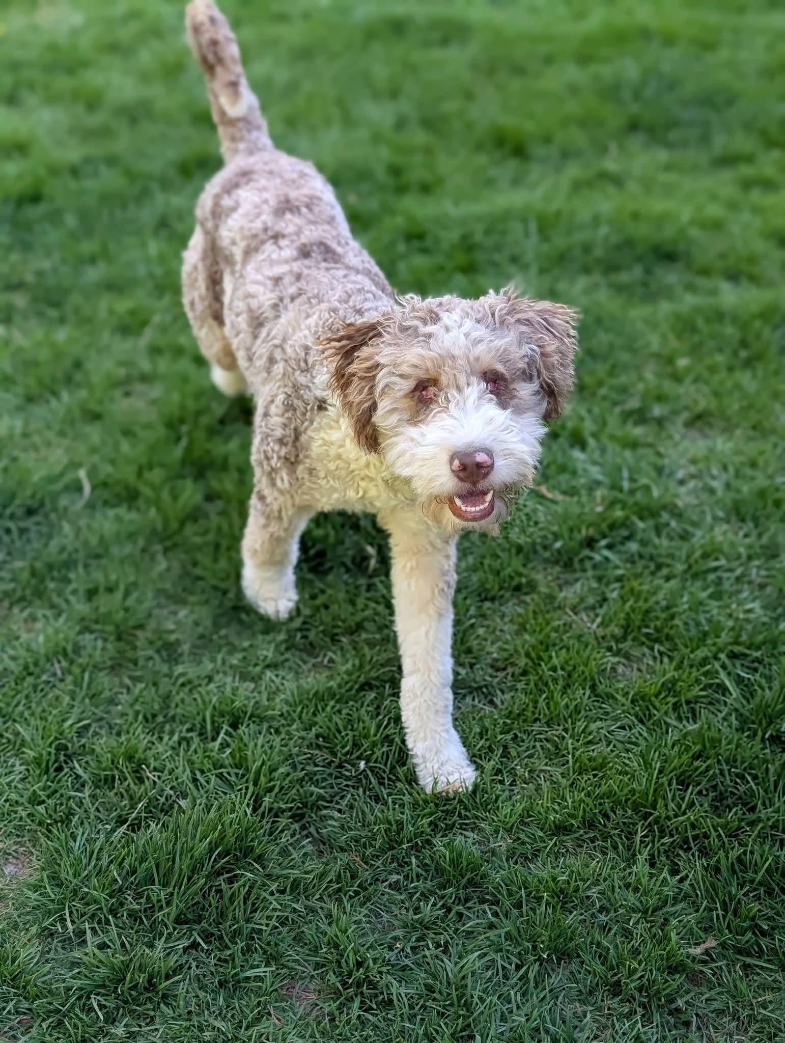 Enlarge ROOMBA   $325, a ADOPTABLE mixed breed in Milwaukee, WI image 4/6