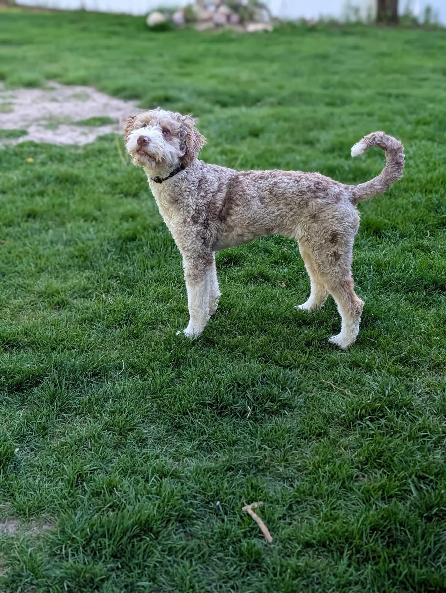 Enlarge ROOMBA   $325, a ADOPTABLE mixed breed in Milwaukee, WI image 6/6