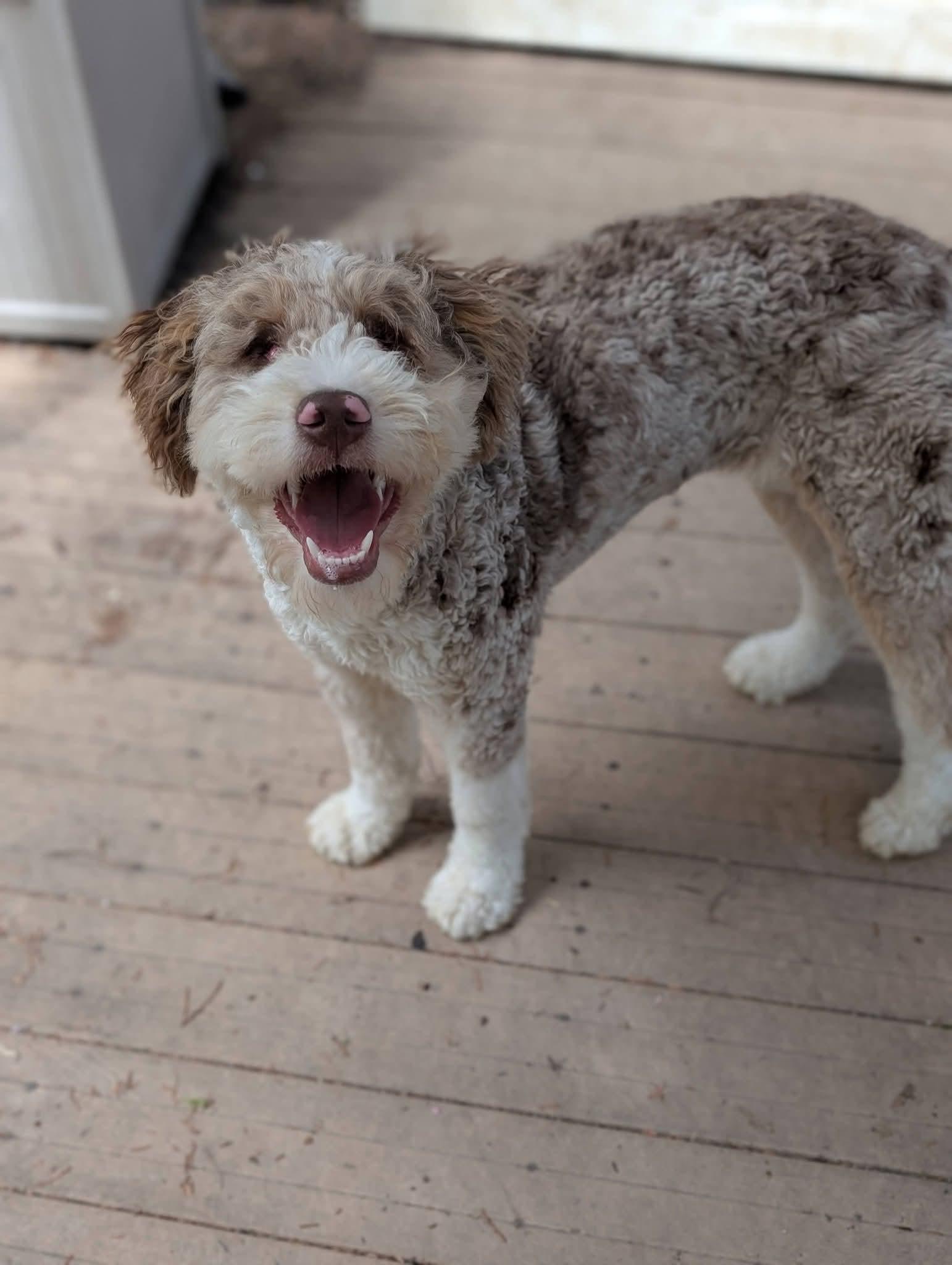 Enlarge ROOMBA   $325, a ADOPTABLE mixed breed in Milwaukee, WI image 2/6