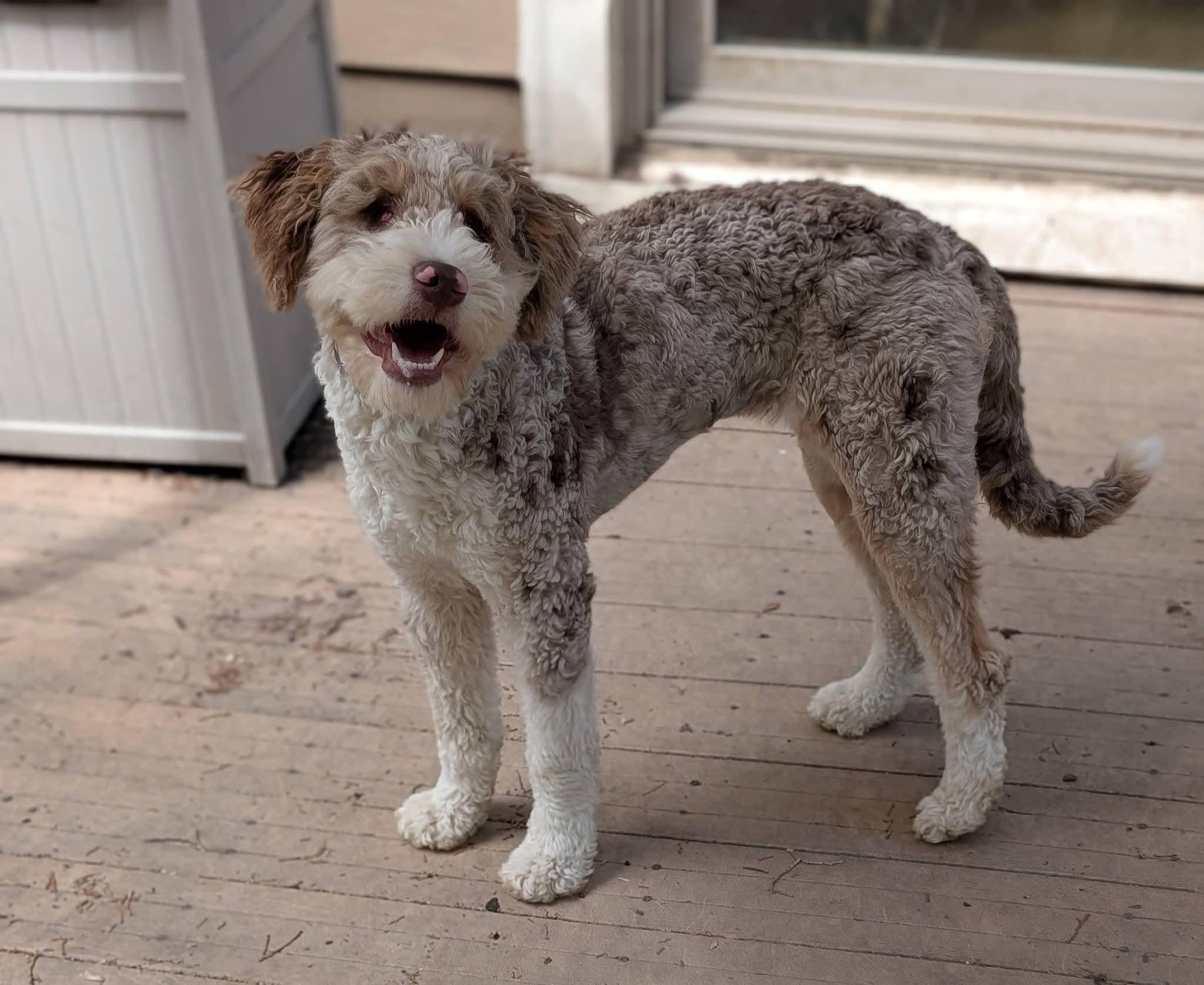 Enlarge ROOMBA   $325, a ADOPTABLE mixed breed in Milwaukee, WI image 5/6