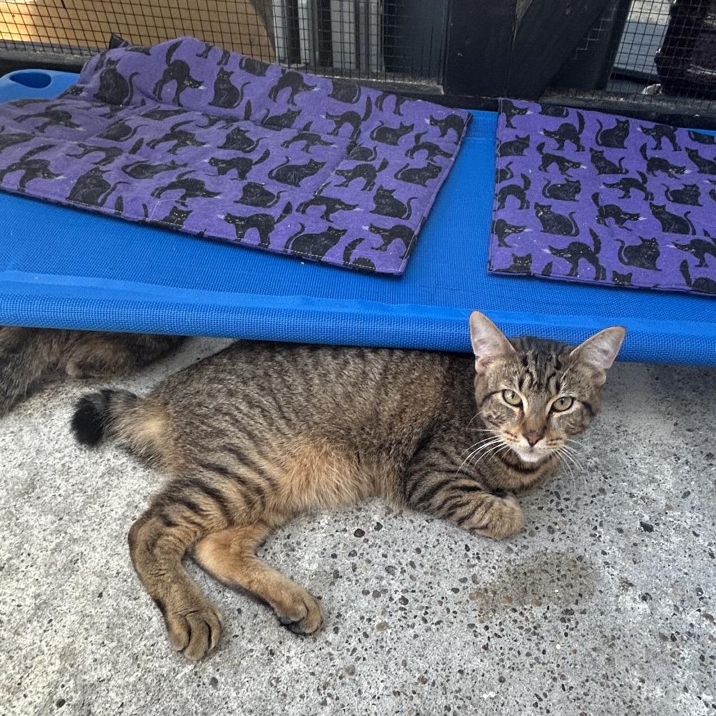 Enlarge Khufu, a Adoptable Domestic Short Hair in Veneta, OR image 1/1