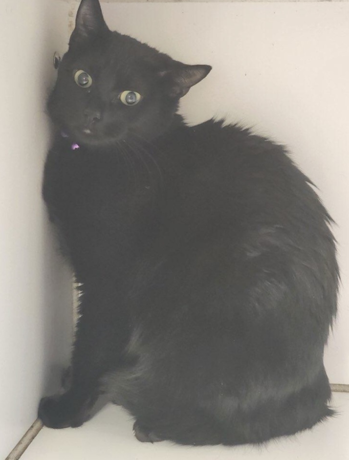 Cat for adoption Binx, an American Shorthair in Parma, OH Petfinder