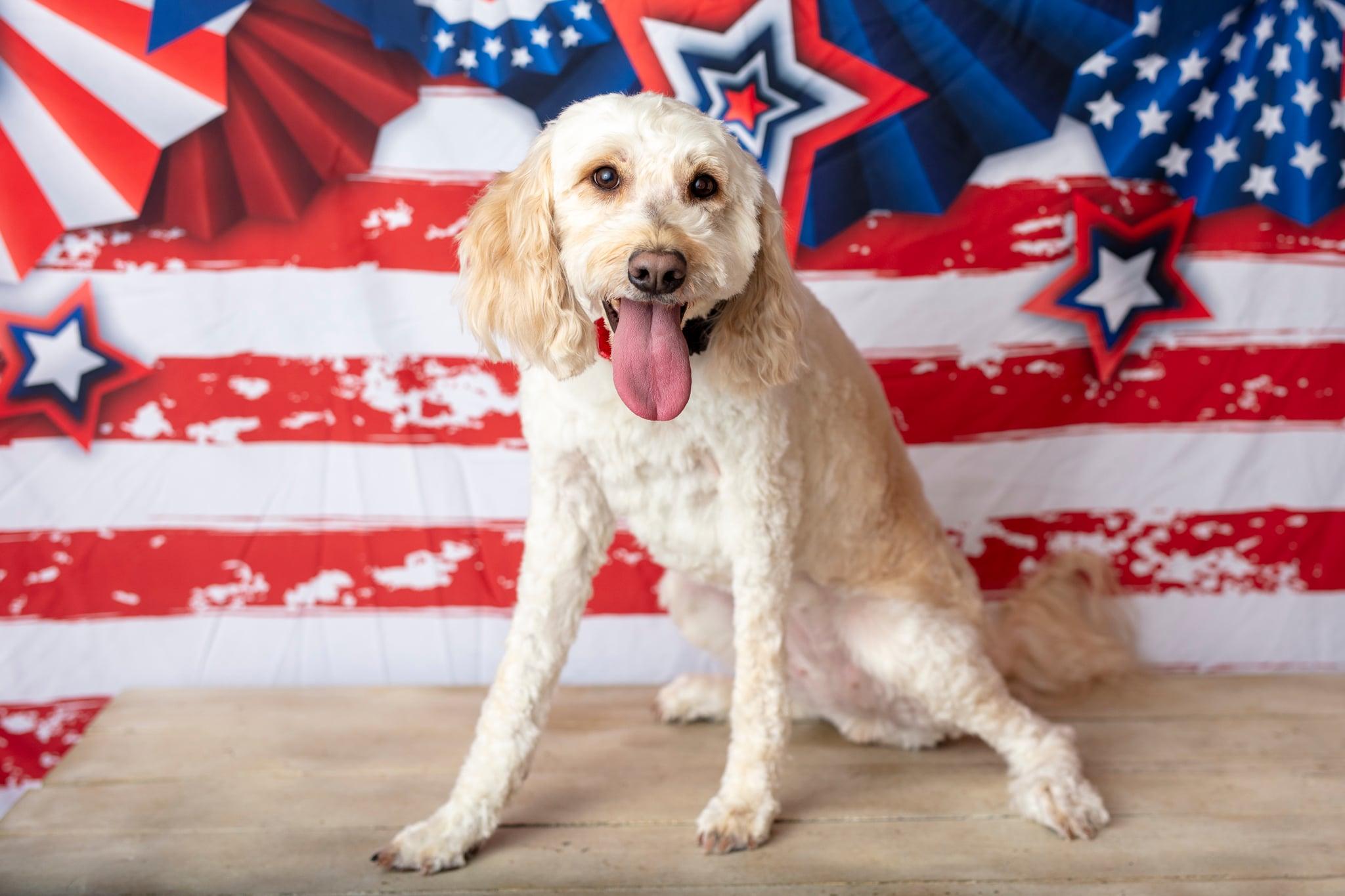 Skittles, Adoptable, Adult Female Labradoodle.