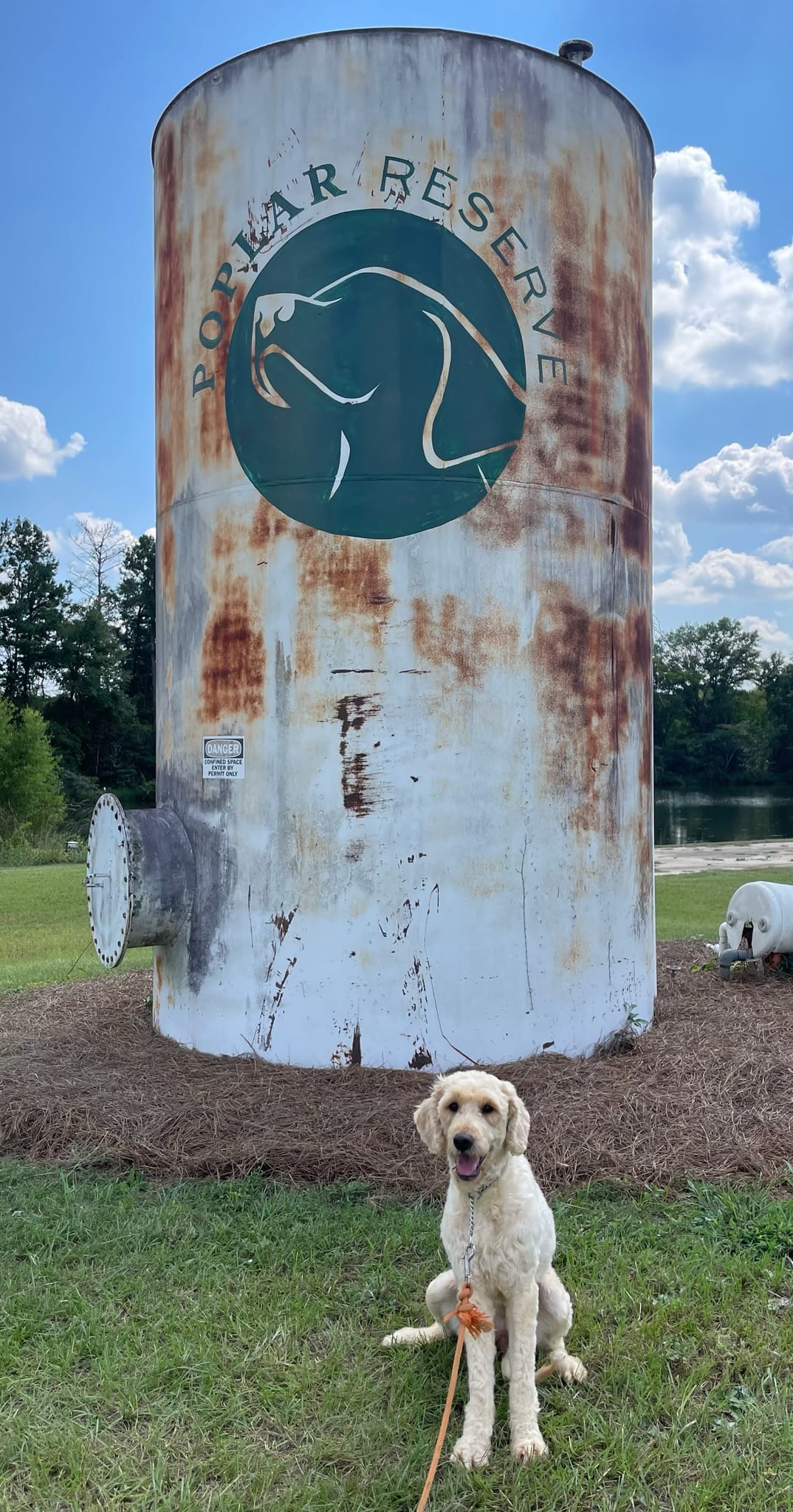 Skittles, a Adoptable Labradoodle in Centerville, GA image 2/2