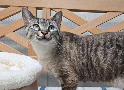 Mika, Adoptable, Young Female Siamese.