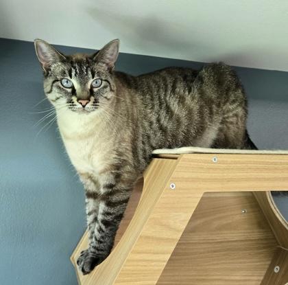 Mika, a Adoptable mixed breed image 2/6