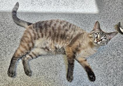 Mika, a Adoptable mixed breed image 3/6