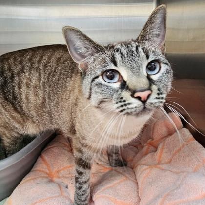 Mika, a Adoptable mixed breed image 6/6