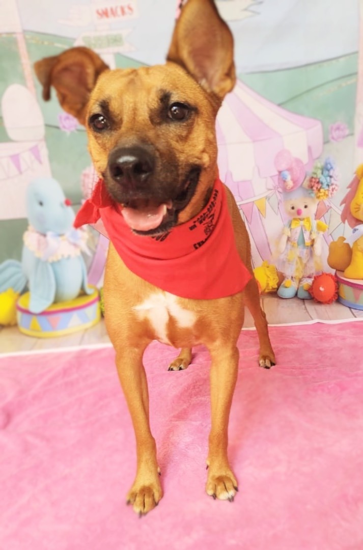 Dog for adoption Lucrecia, a Rhodesian Ridgeback & German Shepherd