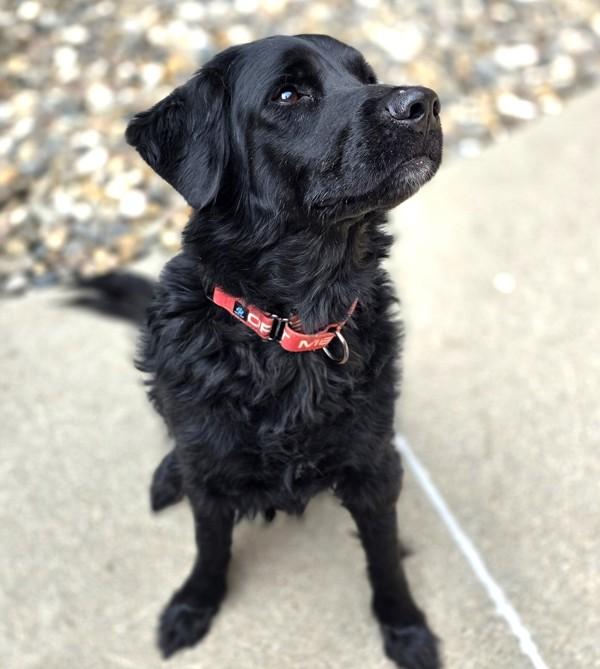 Buddy, Adoptable, Adult Male Spaniel & Labrador Retriever.