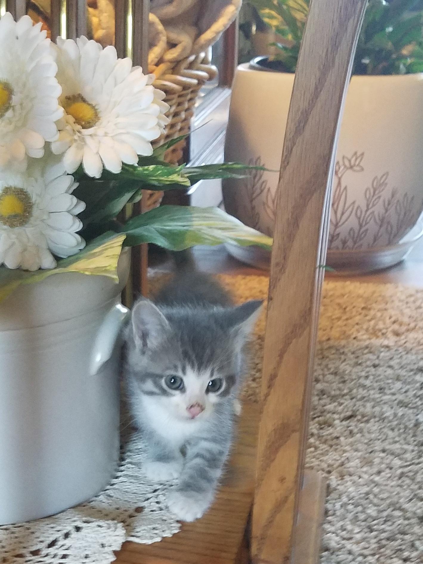 Socks, ADOPTABLE, Kitten Female Domestic Medium Hair.