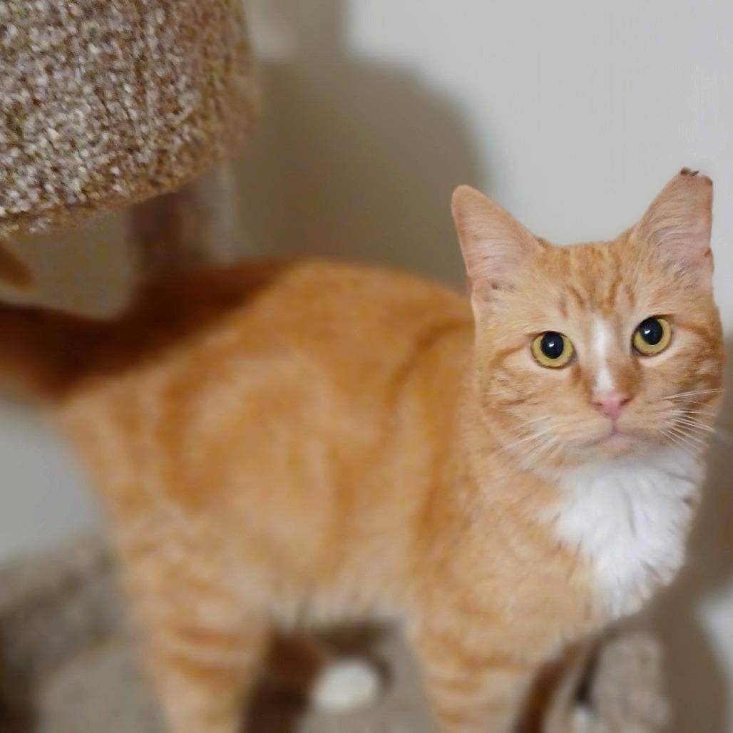 Enlarge Captain aka Thomas R, a Adoptable Domestic Short Hair in Bulverde, TX image 1/4