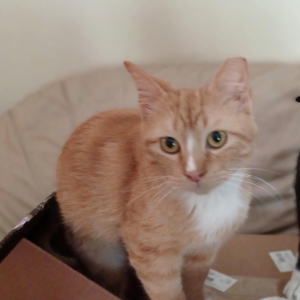 Enlarge Captain aka Thomas R, a Adoptable Domestic Short Hair in Bulverde, TX image 2/4
