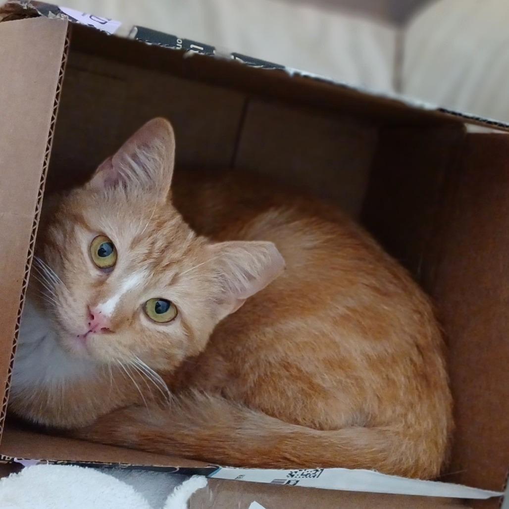 Enlarge Captain aka Thomas R, a Adoptable Domestic Short Hair in Bulverde, TX image 3/4
