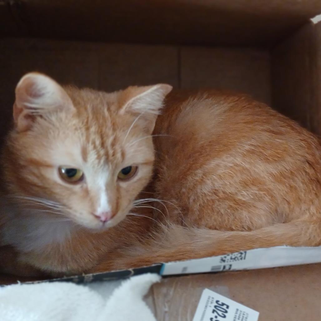 Enlarge Captain aka Thomas R, a Adoptable Domestic Short Hair in Bulverde, TX image 4/4