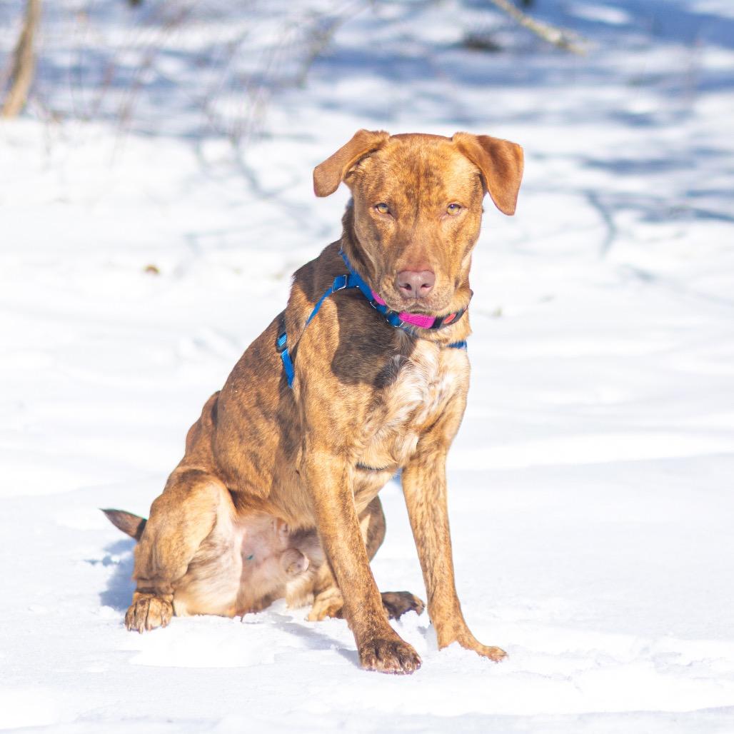 Canton, a Adoptable mixed breed in Newark, DE image 1/6