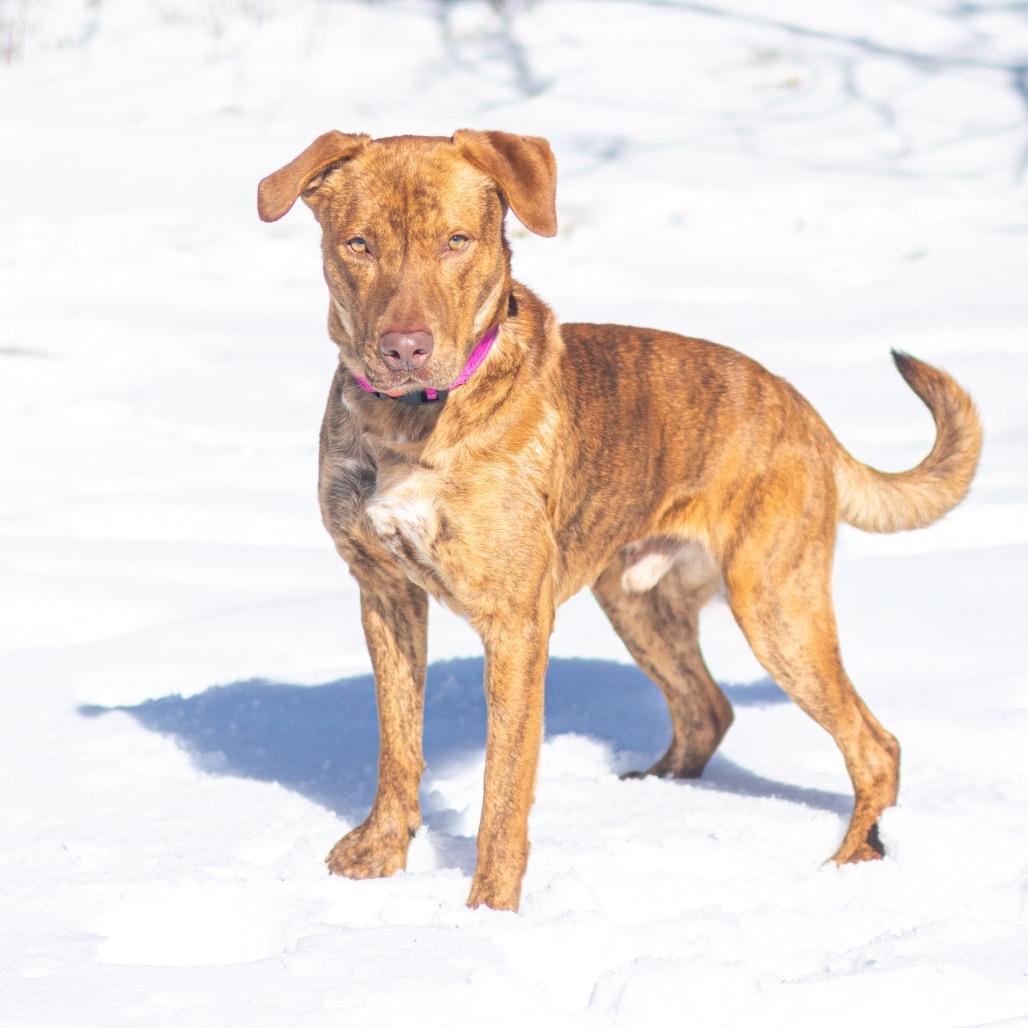Canton, a Adoptable mixed breed in Newark, DE image 3/6