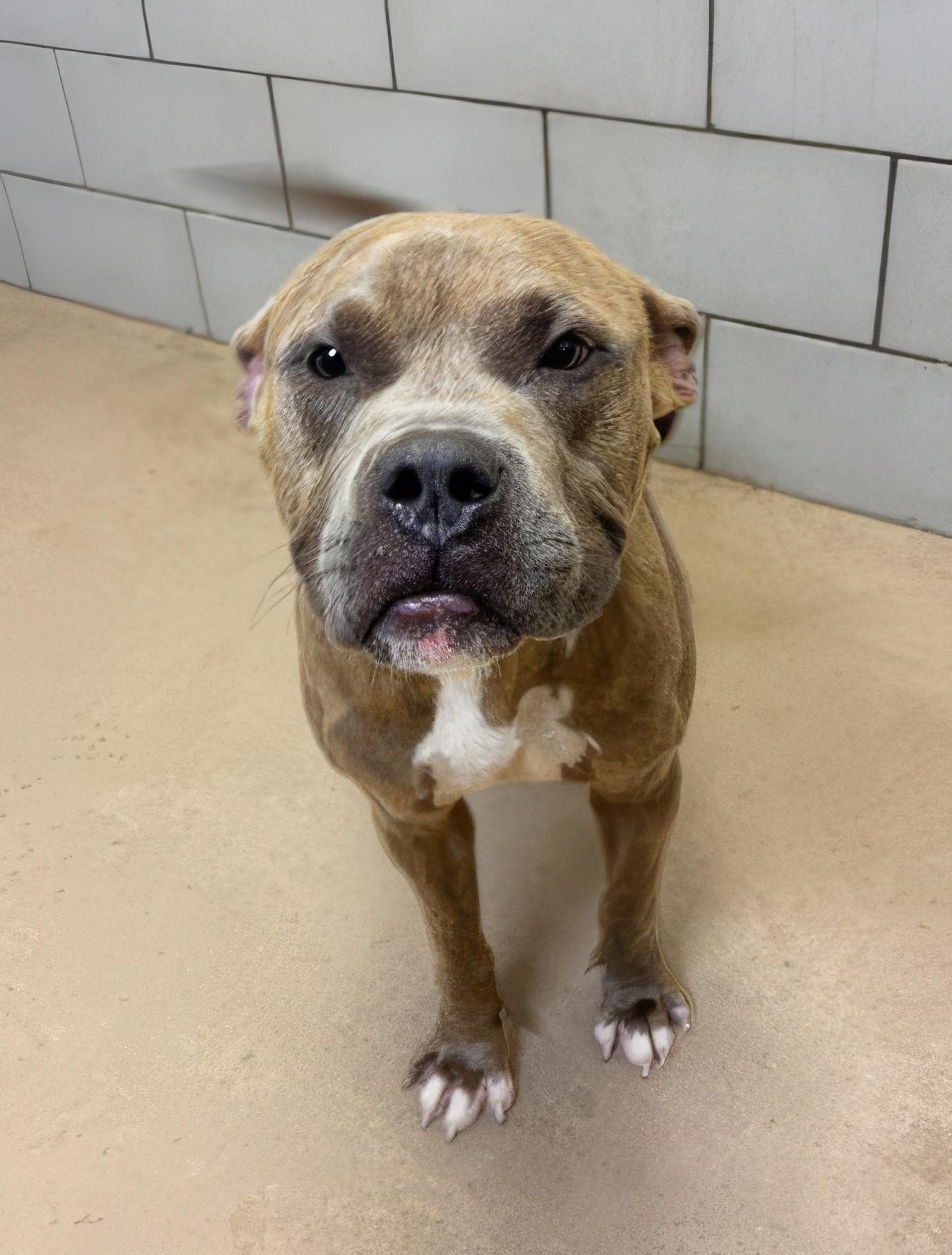 Enlarge Apple Juice, a ADOPTABLE Mixed Breed in Nashville, TN image 2/2