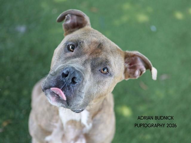 Enlarge Apple Juice, a ADOPTABLE Mixed Breed in Nashville, TN image 1/2