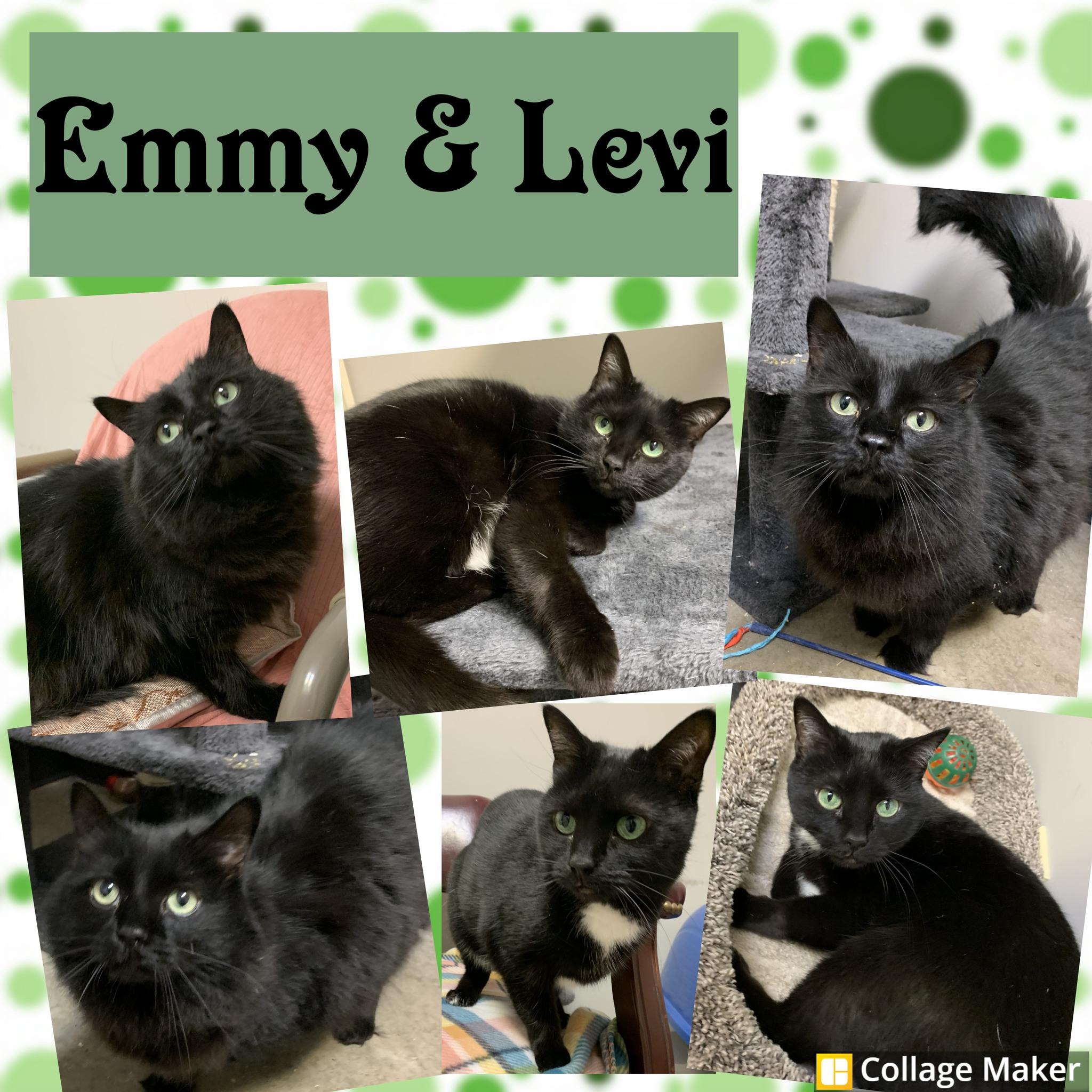 Enlarge Levi & Emmy, an adopted mixed breed in Clearfield, PA image 1/1