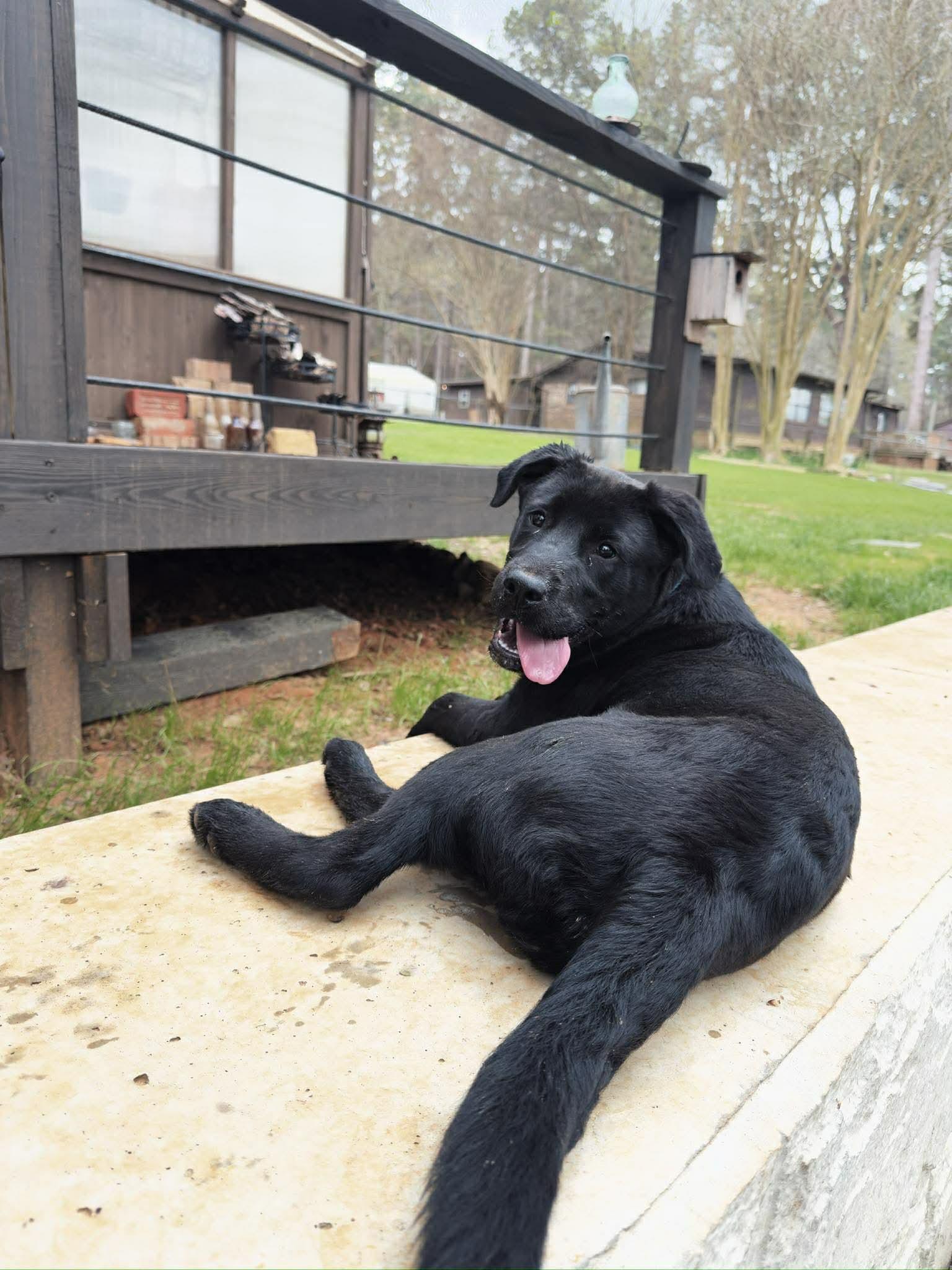 Muenster, Adoptable, Young Male Labrador Retriever.
