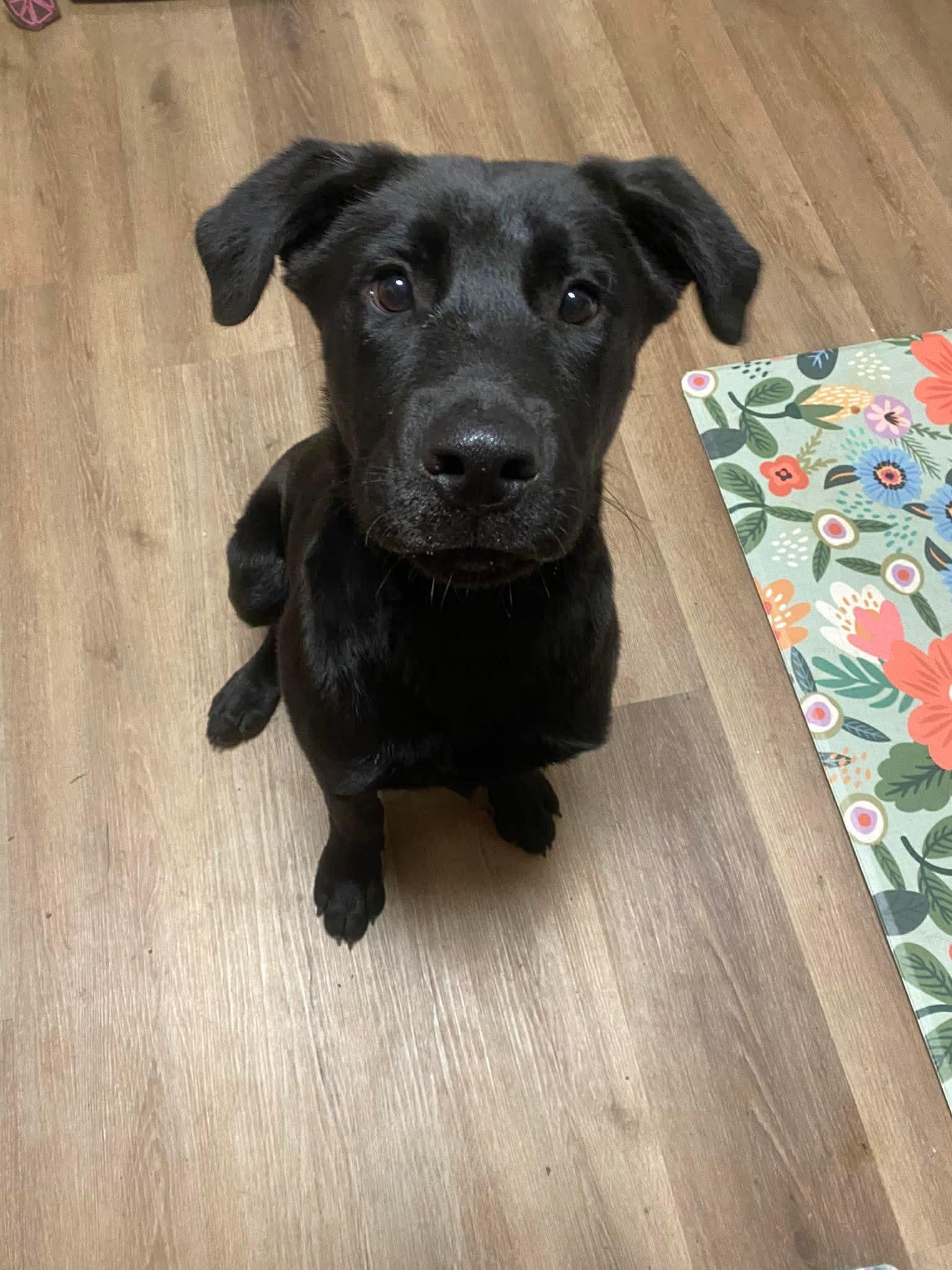 Enlarge Muenster, a Adopted mixed breed in New Baltimore, MI image 2/5