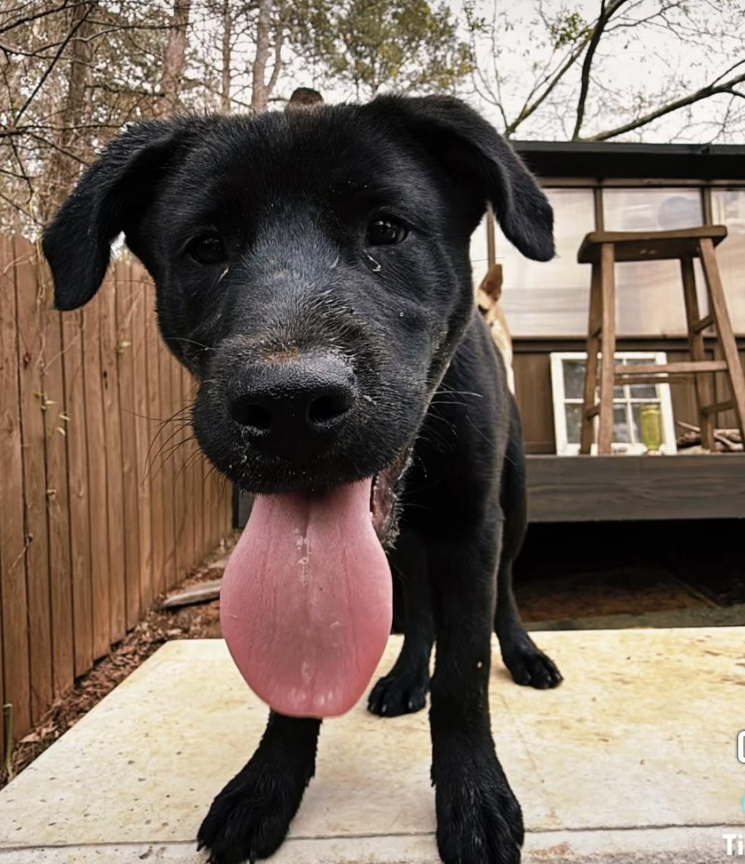 Enlarge Muenster, a Adopted mixed breed in New Baltimore, MI image 4/5