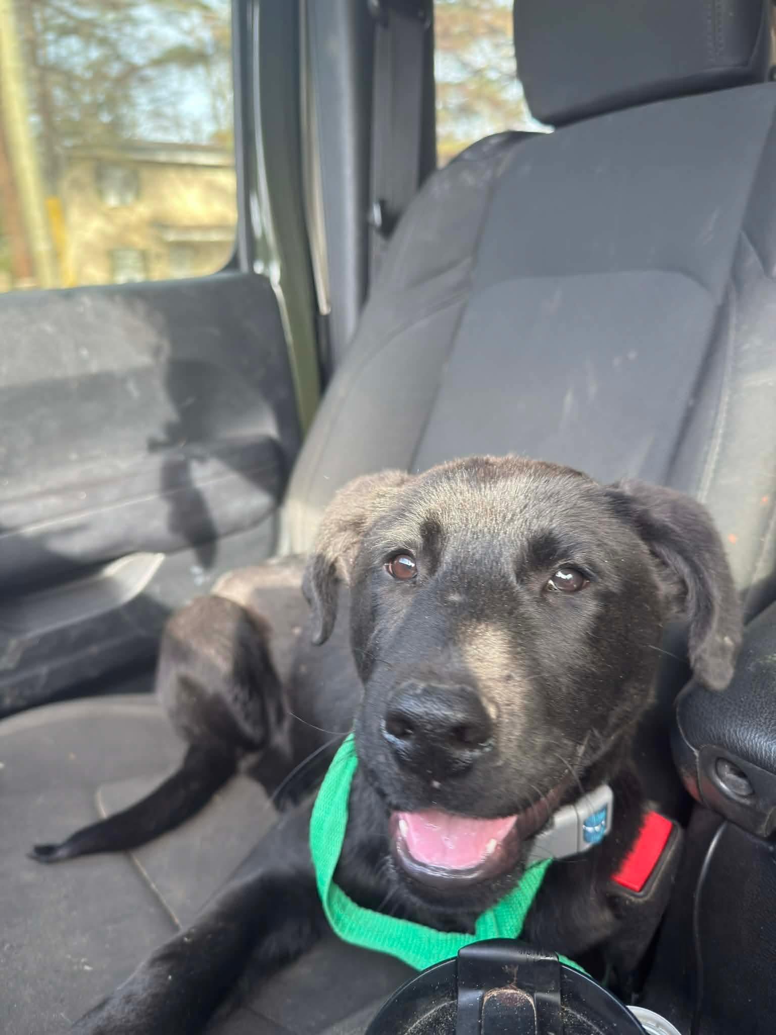 Enlarge Muenster, a Adopted mixed breed in New Baltimore, MI image 5/5