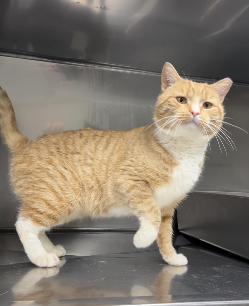 Crayfish , ADOPTABLE, Young Male American Shorthair & Domestic Short Hair.