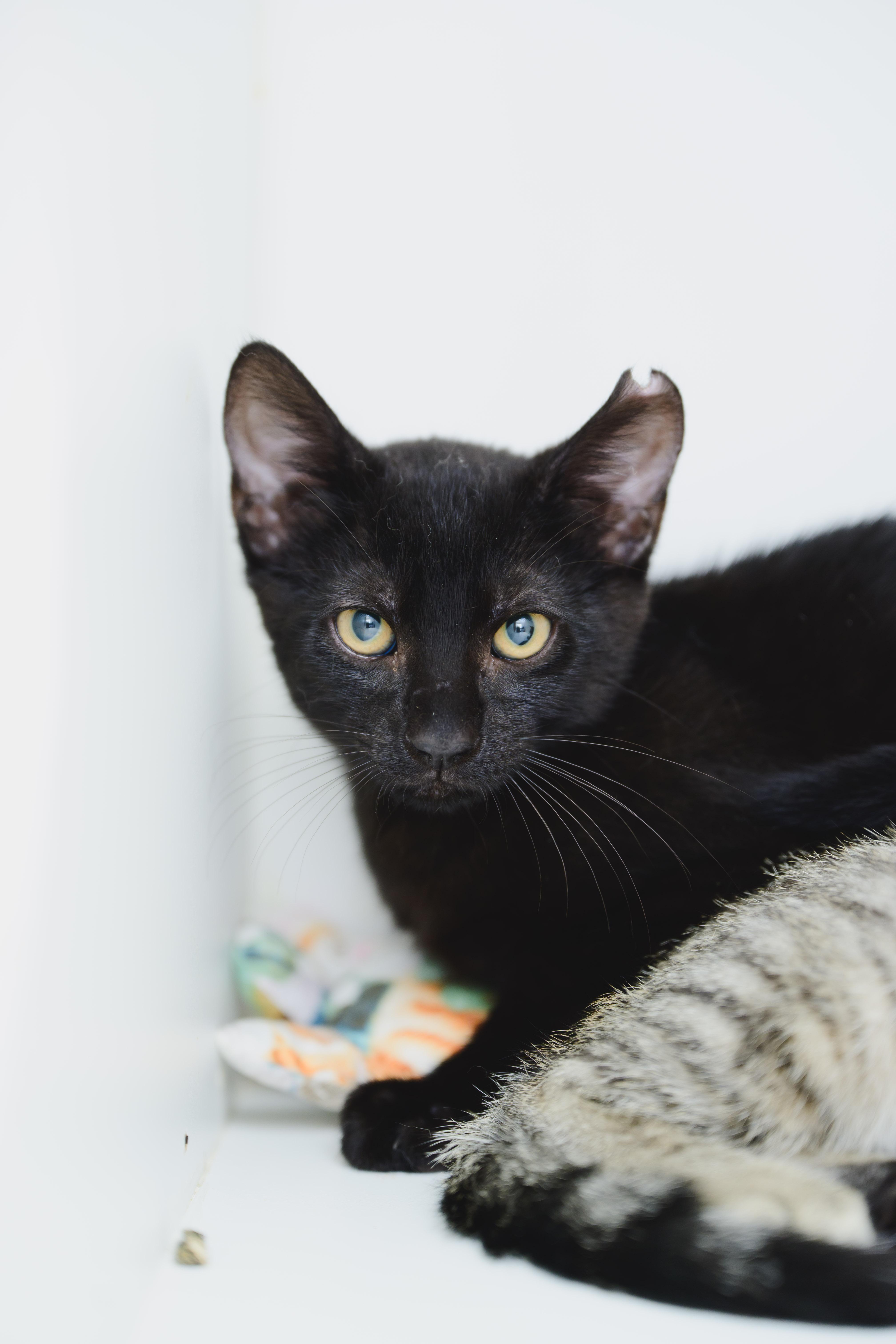 Enlarge Reggie, a Adopted Domestic Short Hair in Honolulu, HI image 1/3