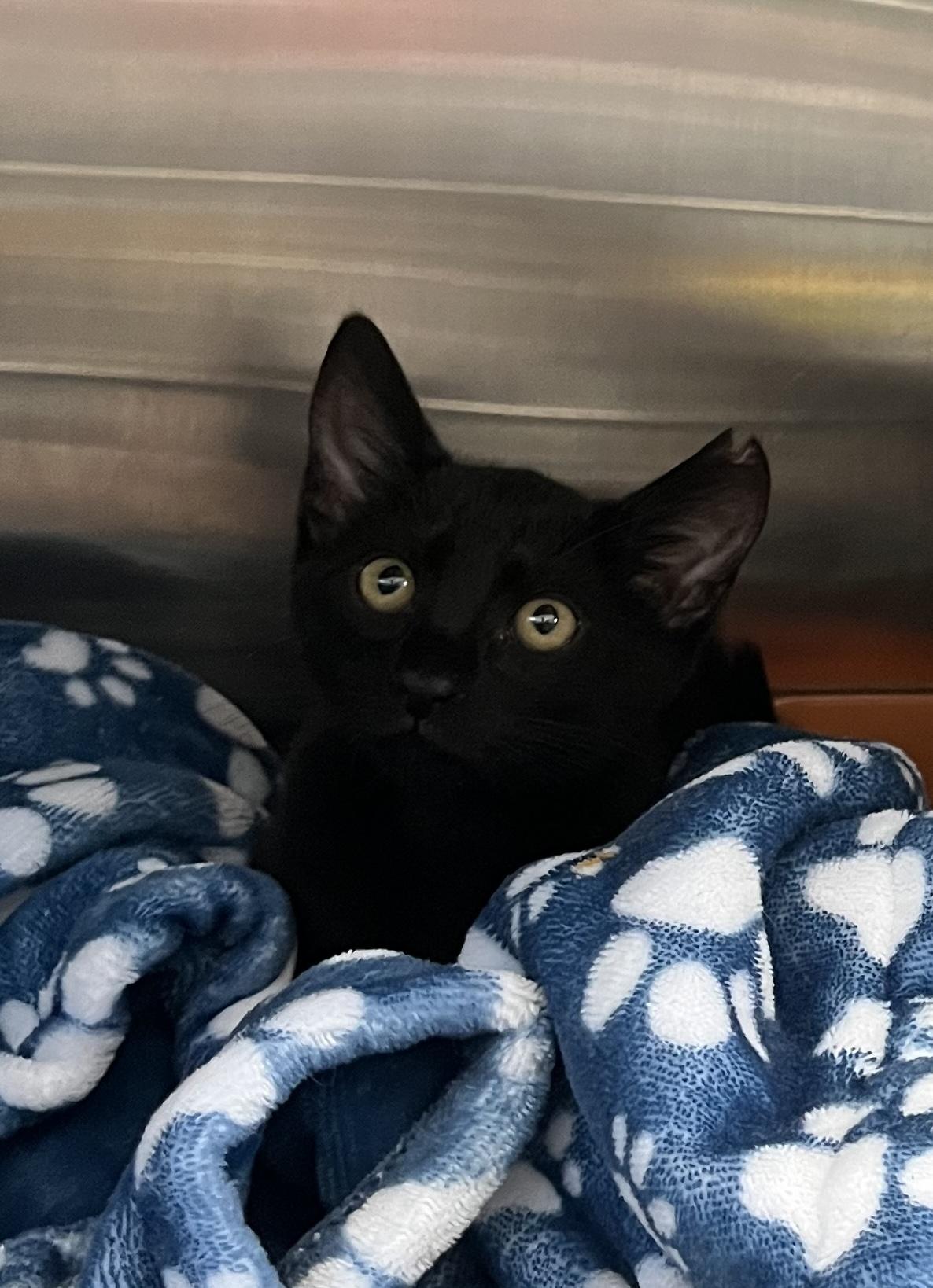 Enlarge Reggie, a Adopted Domestic Short Hair in Honolulu, HI image 2/3