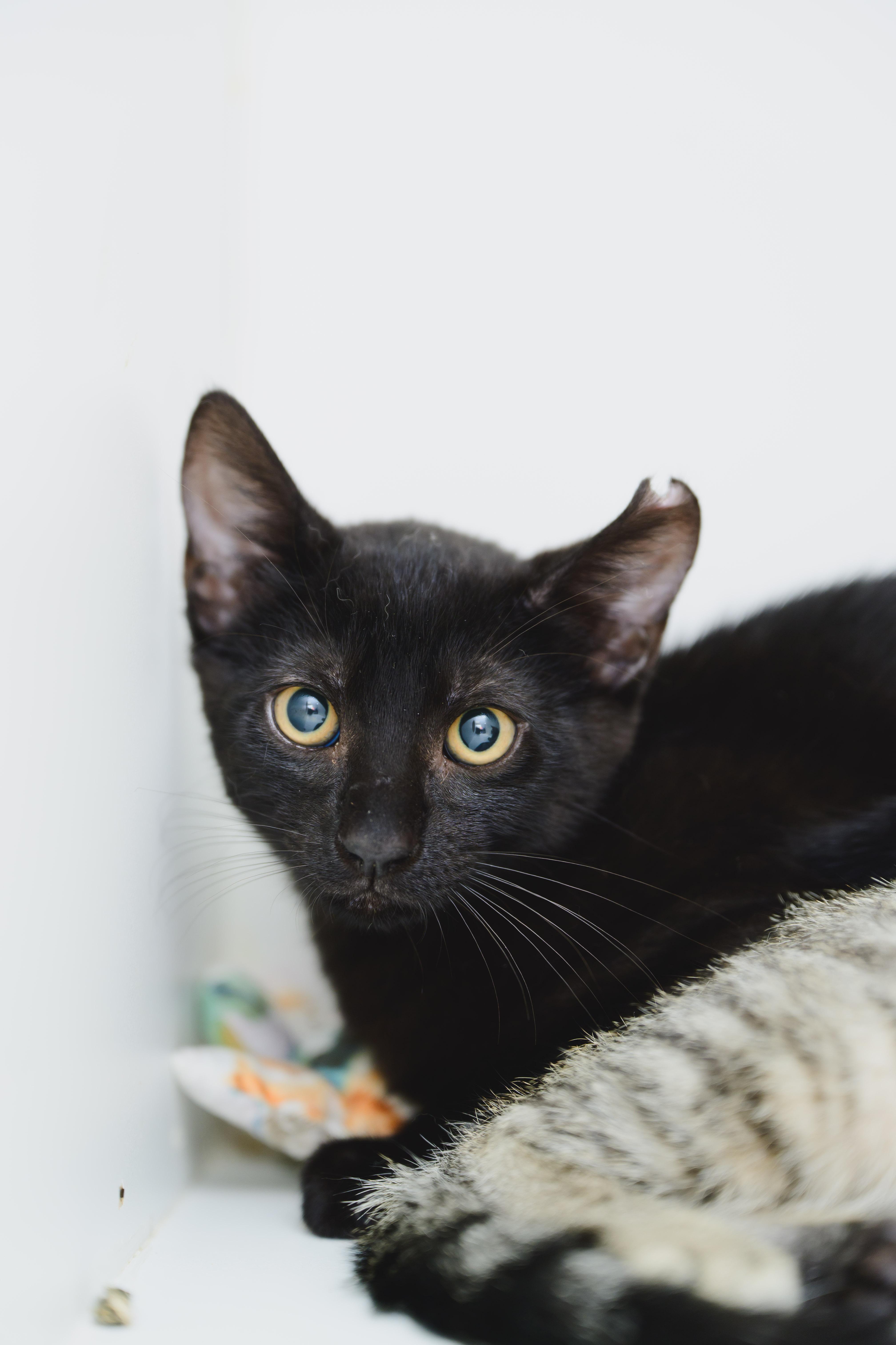 Enlarge Reggie, a Adopted Domestic Short Hair in Honolulu, HI image 3/3