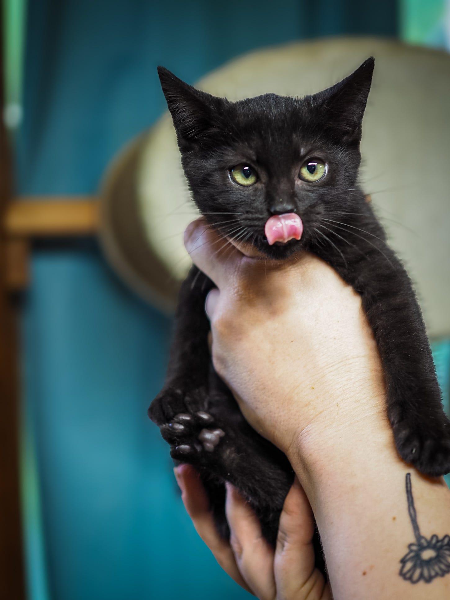 Eclipse, a Adoptable Domestic Short Hair in Cosby, TN image 3/3