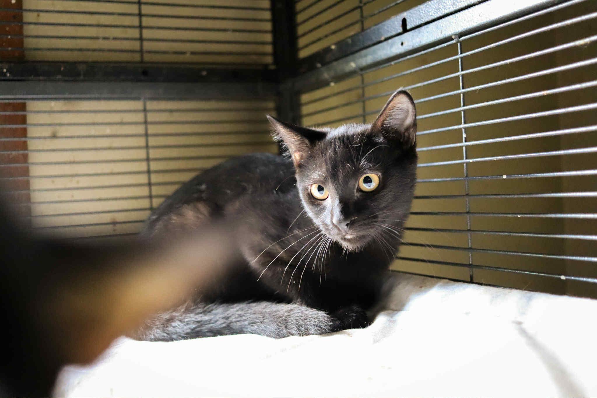 Eclipse, Adoptable, Kitten Female Domestic Short Hair.
