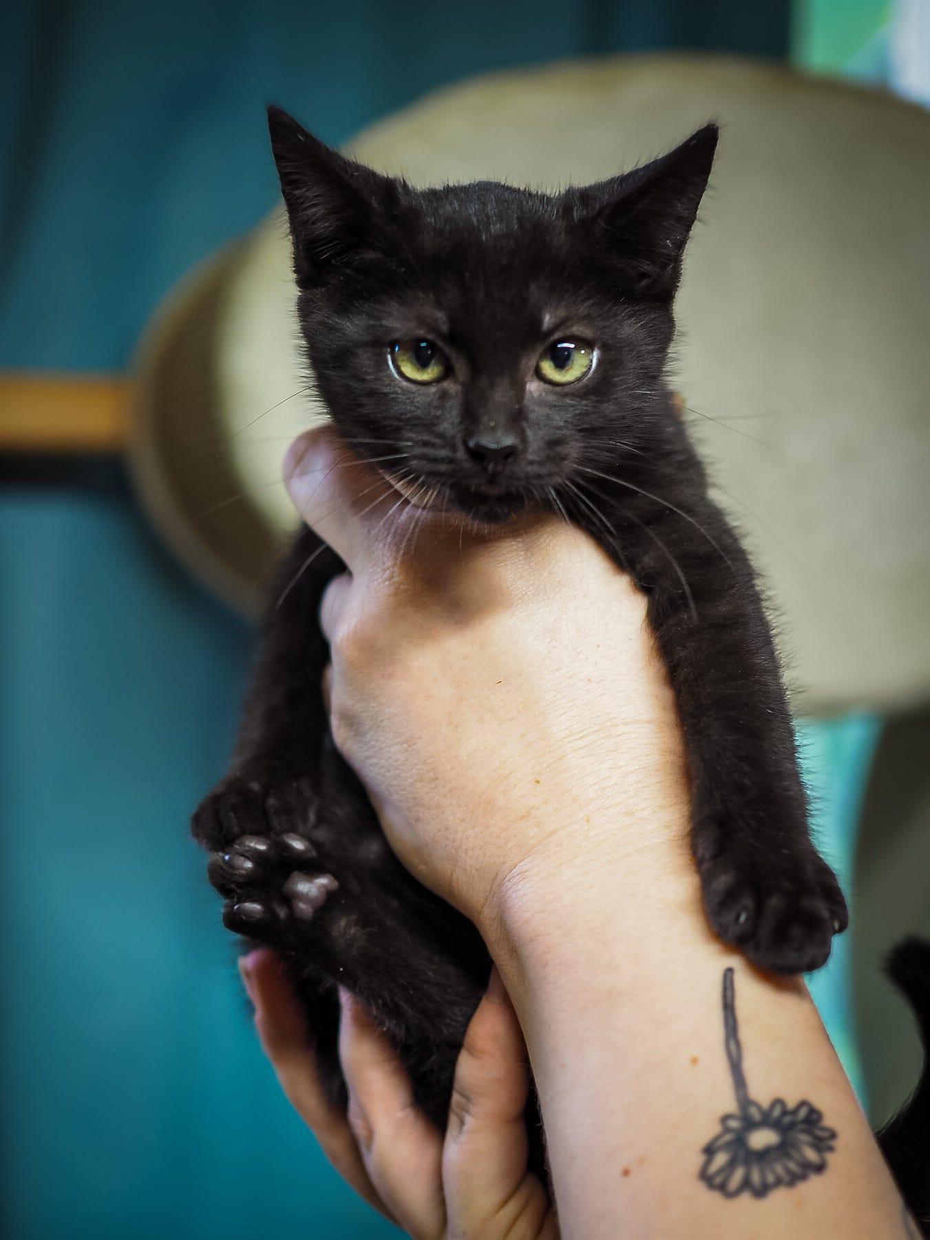Eclipse, a Adoptable Domestic Short Hair in Cosby, TN image 2/3