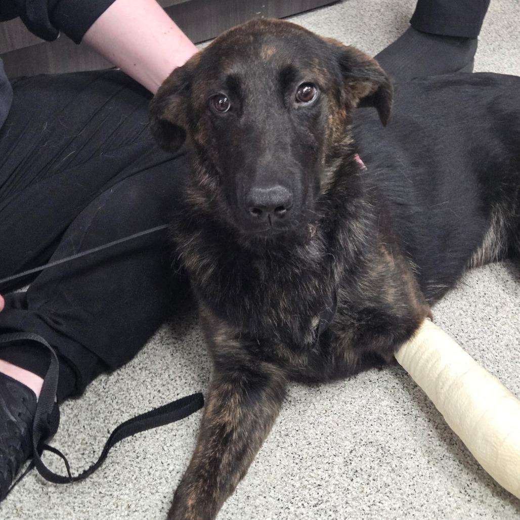 Lainey Hope - CCCR Dog, Adoptable, Young Female German Shepherd Dog & Belgian Shepherd / Malinois.