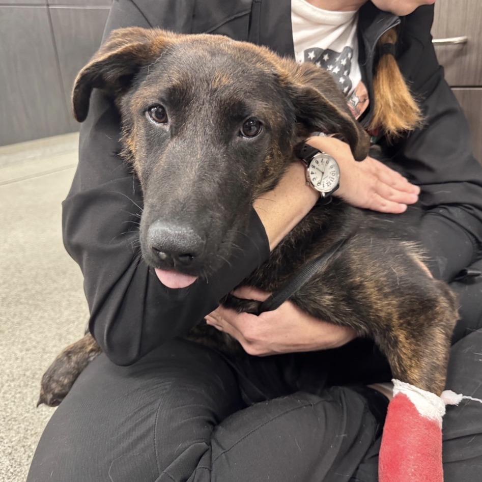 Enlarge Lainey Hope - CCCR Dog, a Adoptable mixed breed in Van Horne, IA image 2/3