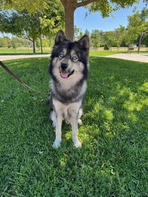 Wes (Courtesy Post), Adoptable, Young Male Husky.