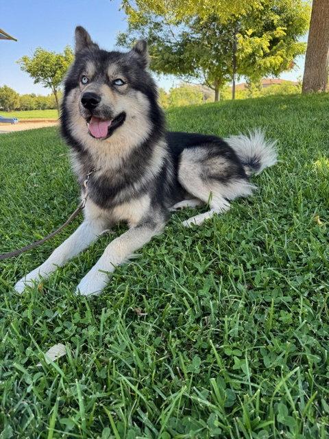 Wes (Courtesy Post), a Adoptable Husky in Davis, CA image 2/3