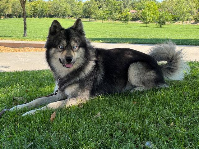 Wes (Courtesy Post), a Adoptable Husky in Davis, CA image 3/3