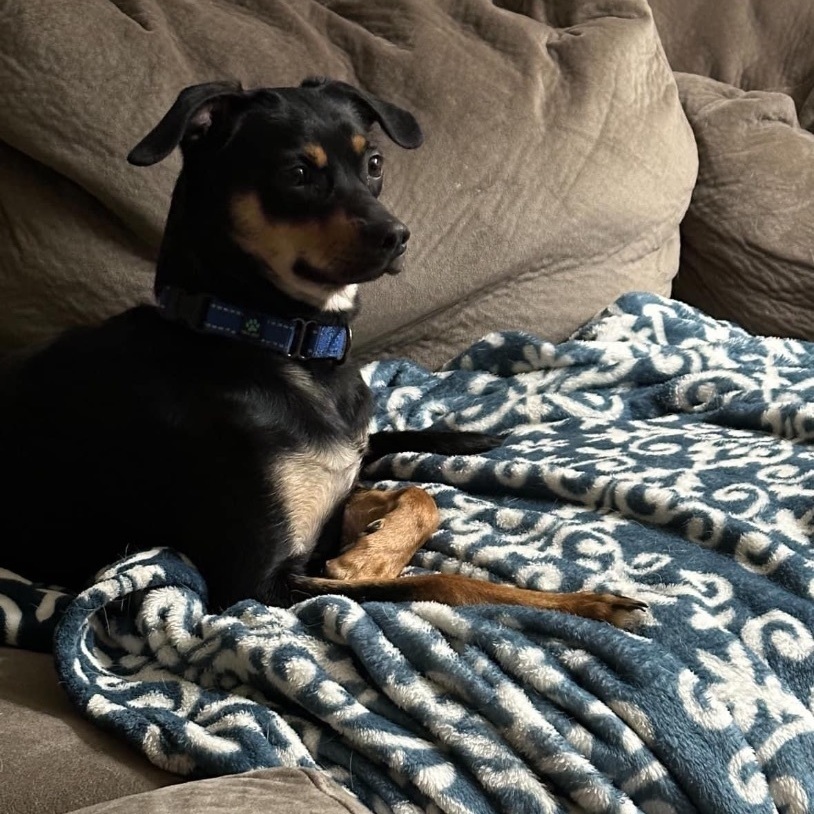 Enlarge Dora , a Adopted mixed breed in North Syracuse, NY image 1/2