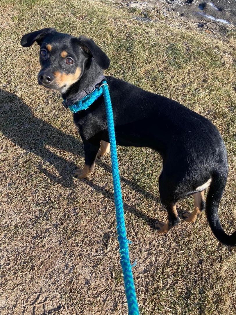 Enlarge Dora , a Adopted mixed breed in North Syracuse, NY image 2/2