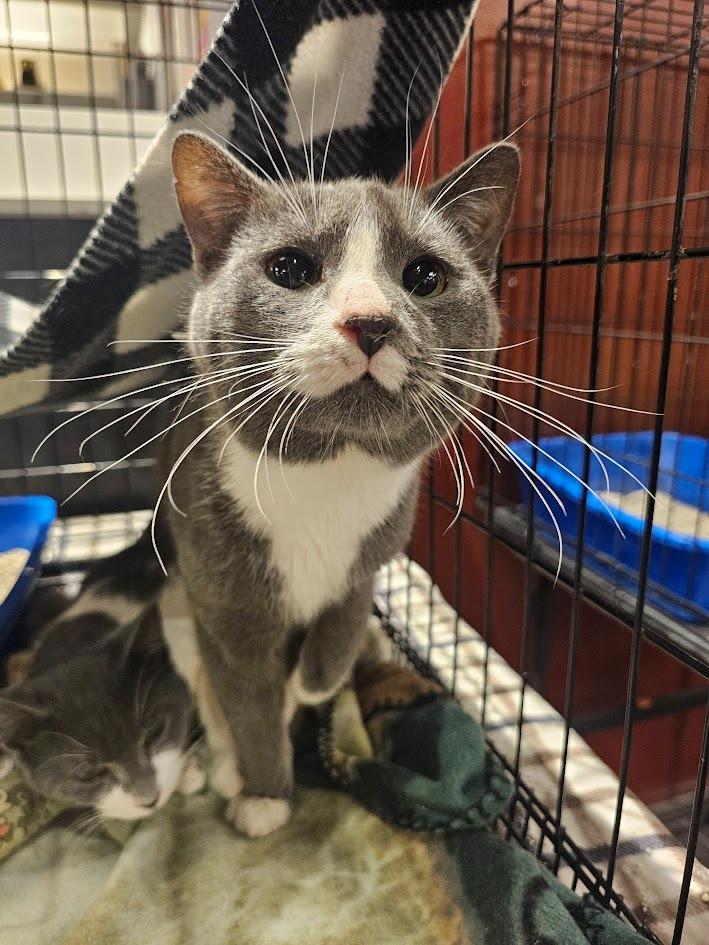 Cosmo, a Adoptable mixed breed in St. Cloud, MN image 2/4