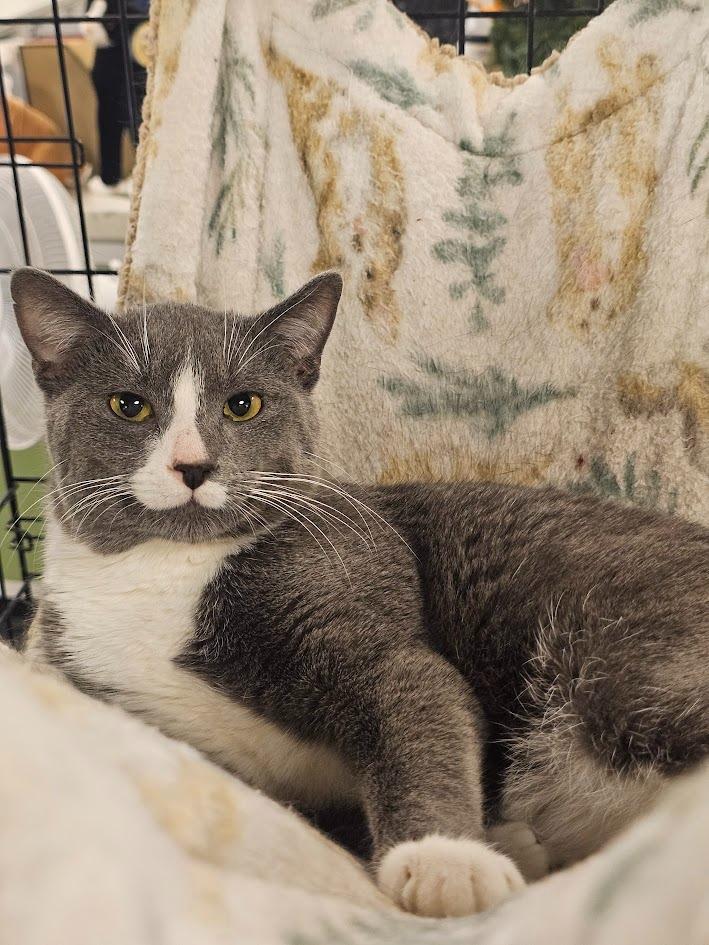 Cosmo, a Adoptable mixed breed in St. Cloud, MN image 1/4