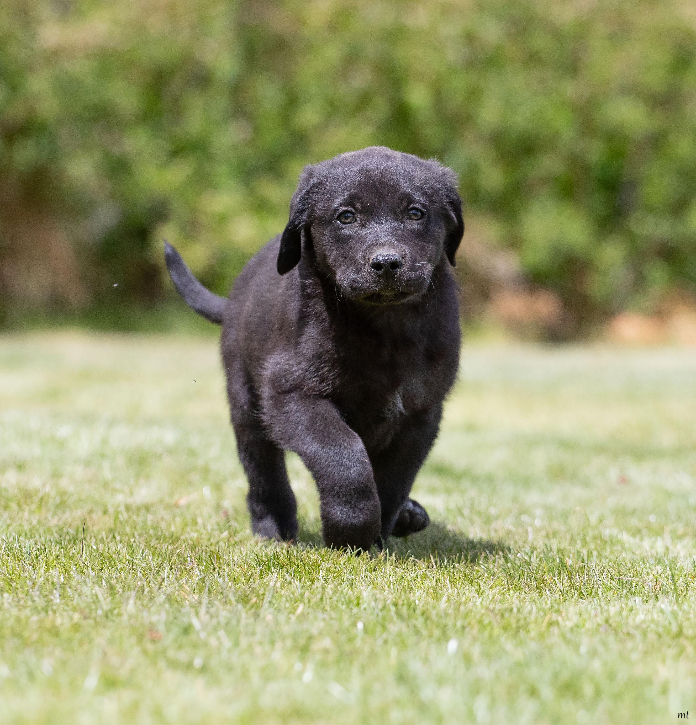 Blackberry, an adopted mixed breed in Washoe Valley, NV image 3/4